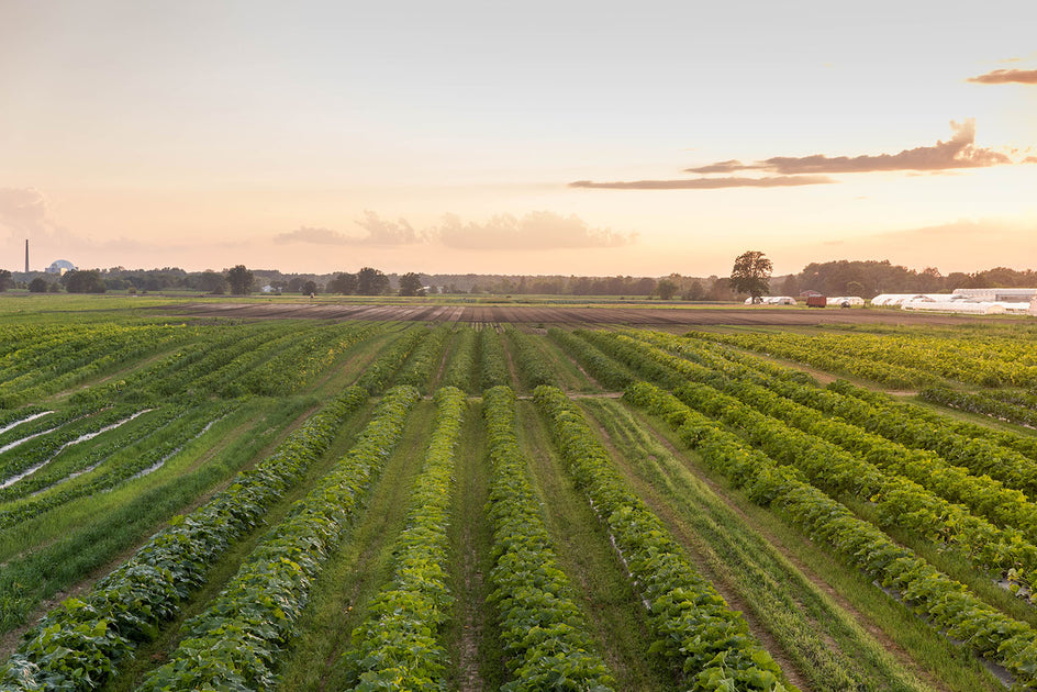 How regenerative agriculture is shaping a healthier tomorrow – FARMER ...