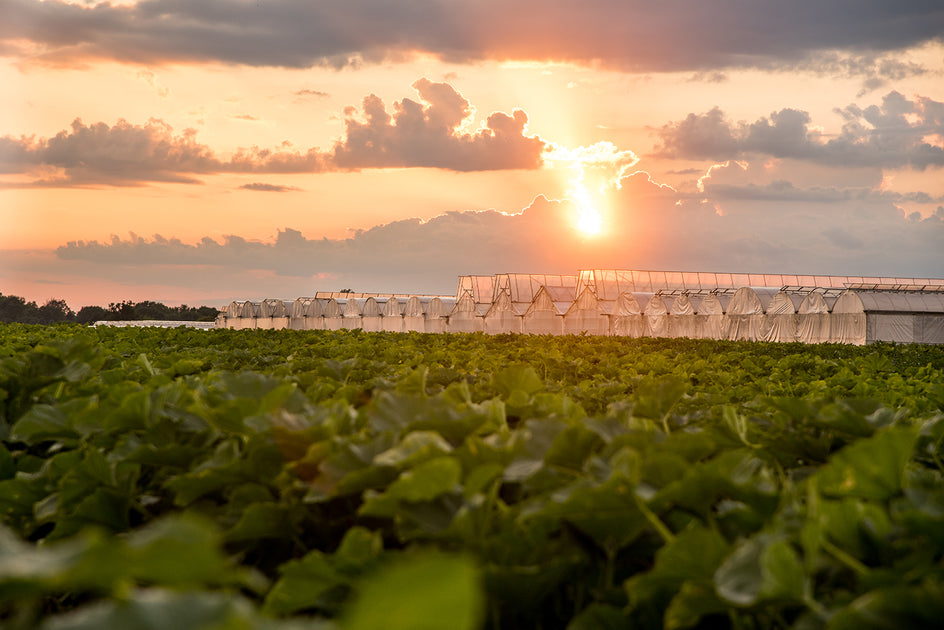 Delving Into Farming Definitions – FARMER JONES FARM® AT THE CHEF'S GARDEN